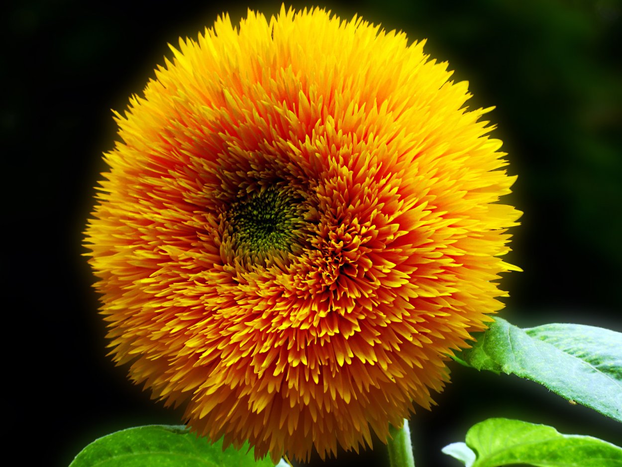 Желтые пушистые цветы