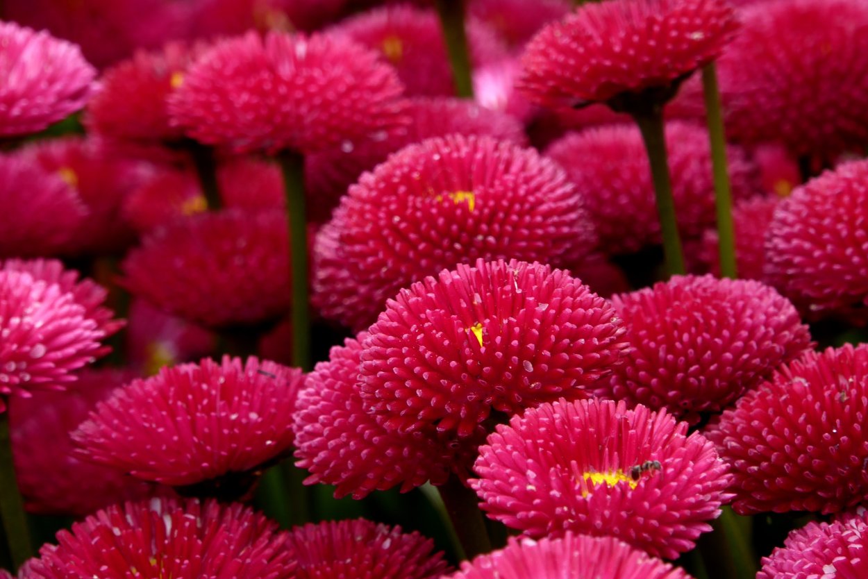 Маргаритка Этна