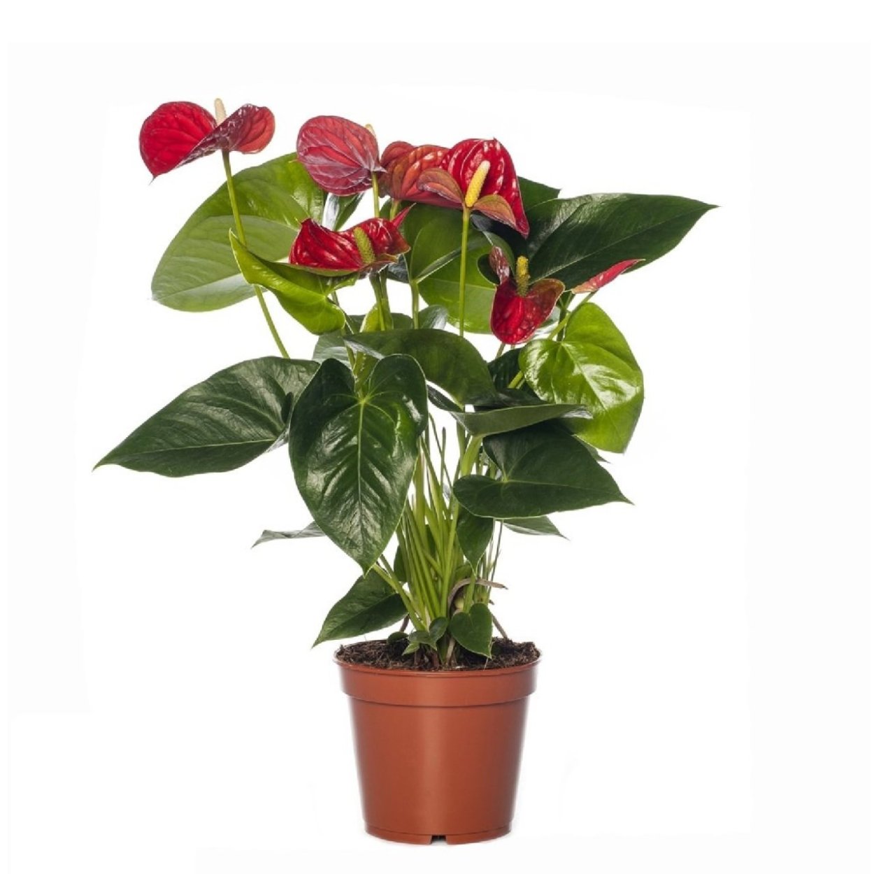 Антуриум Андрианум