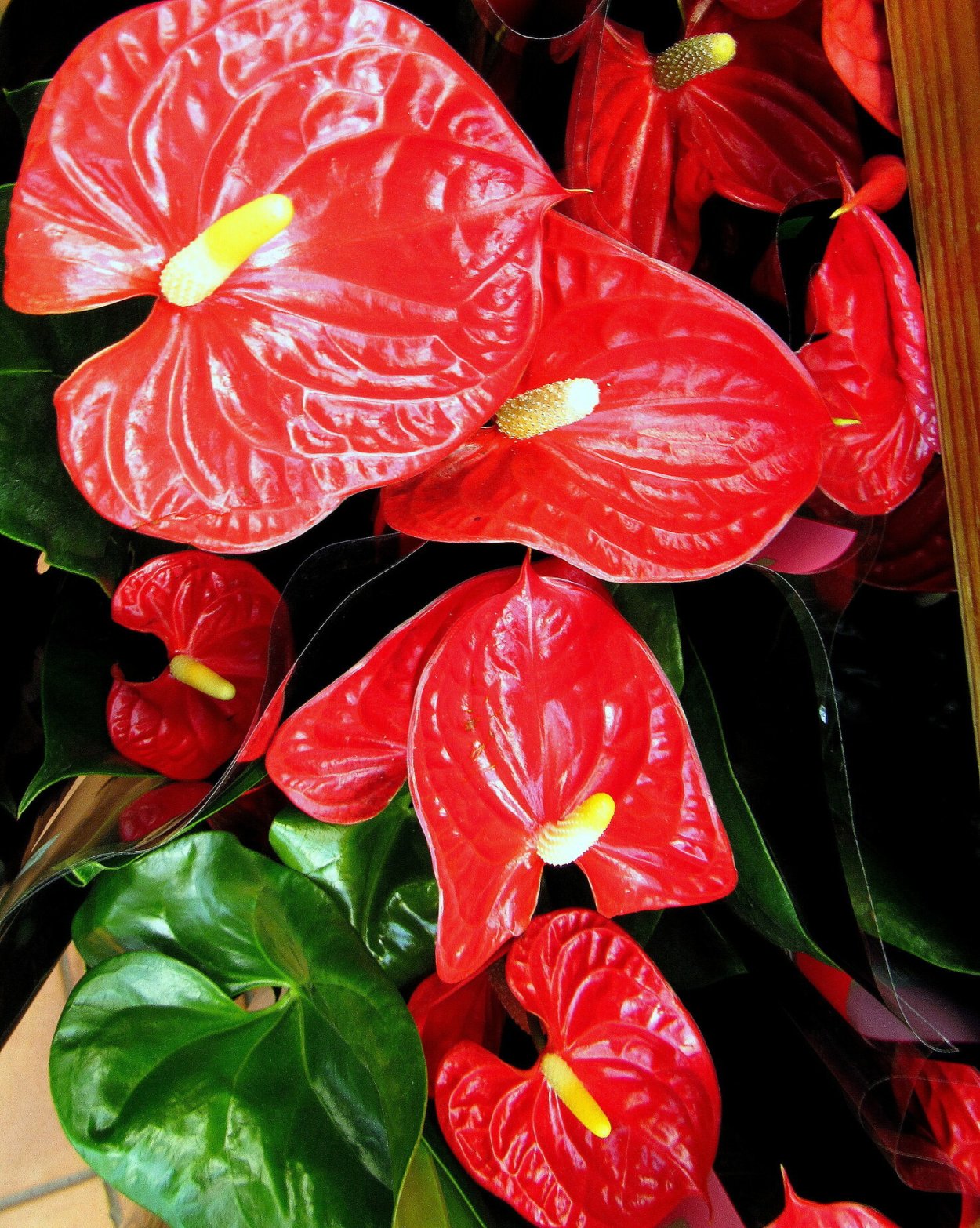 Антуриум Мичиган