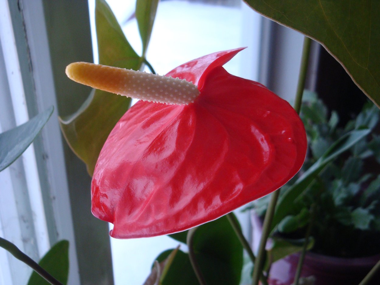 Антуриум Rubens