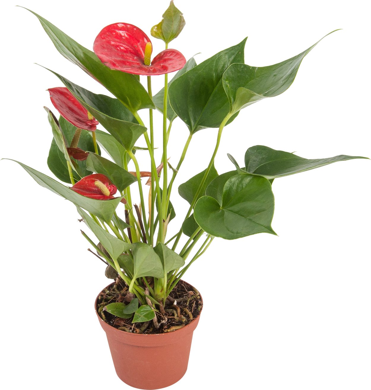 Антуриум Лилли