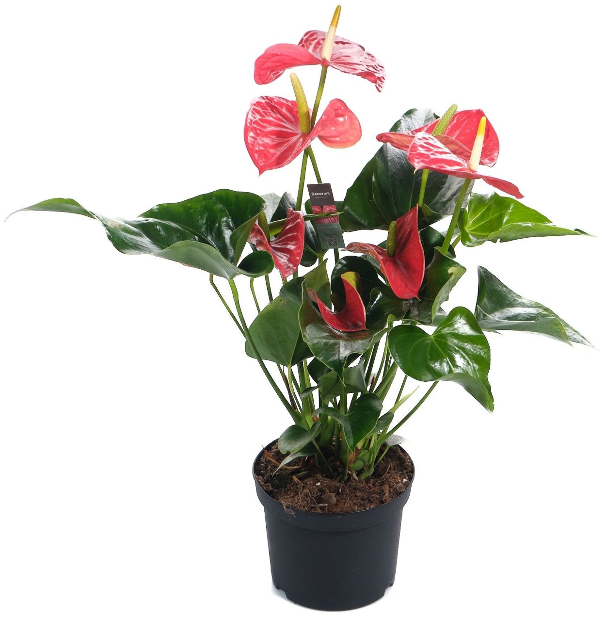 Антуриум Андрианум Мичиган