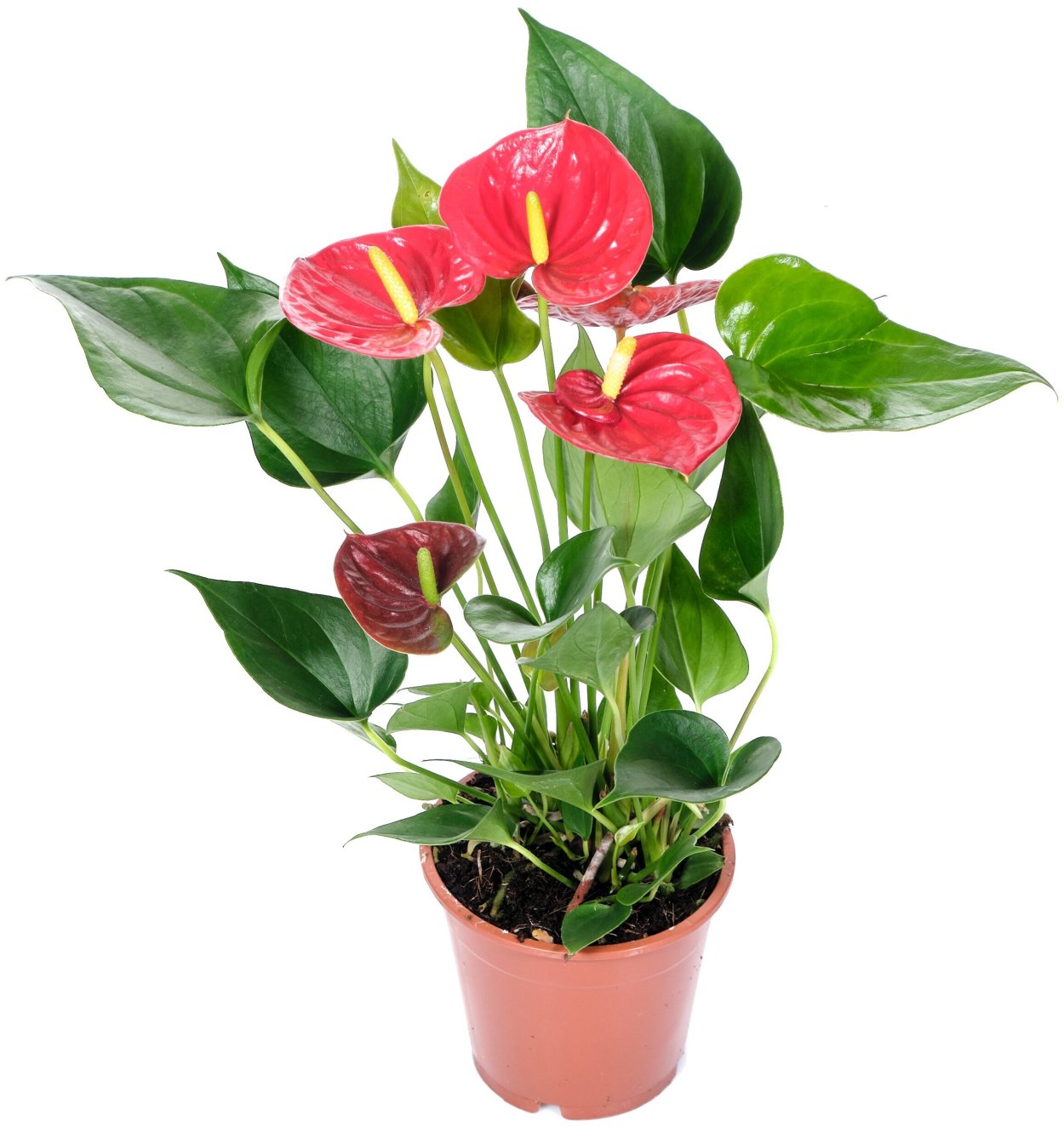 Антуриум Королевский