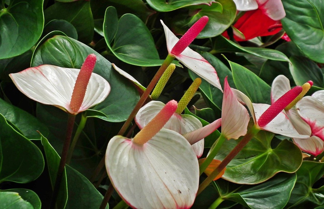 Антуриум Ягуар Грин