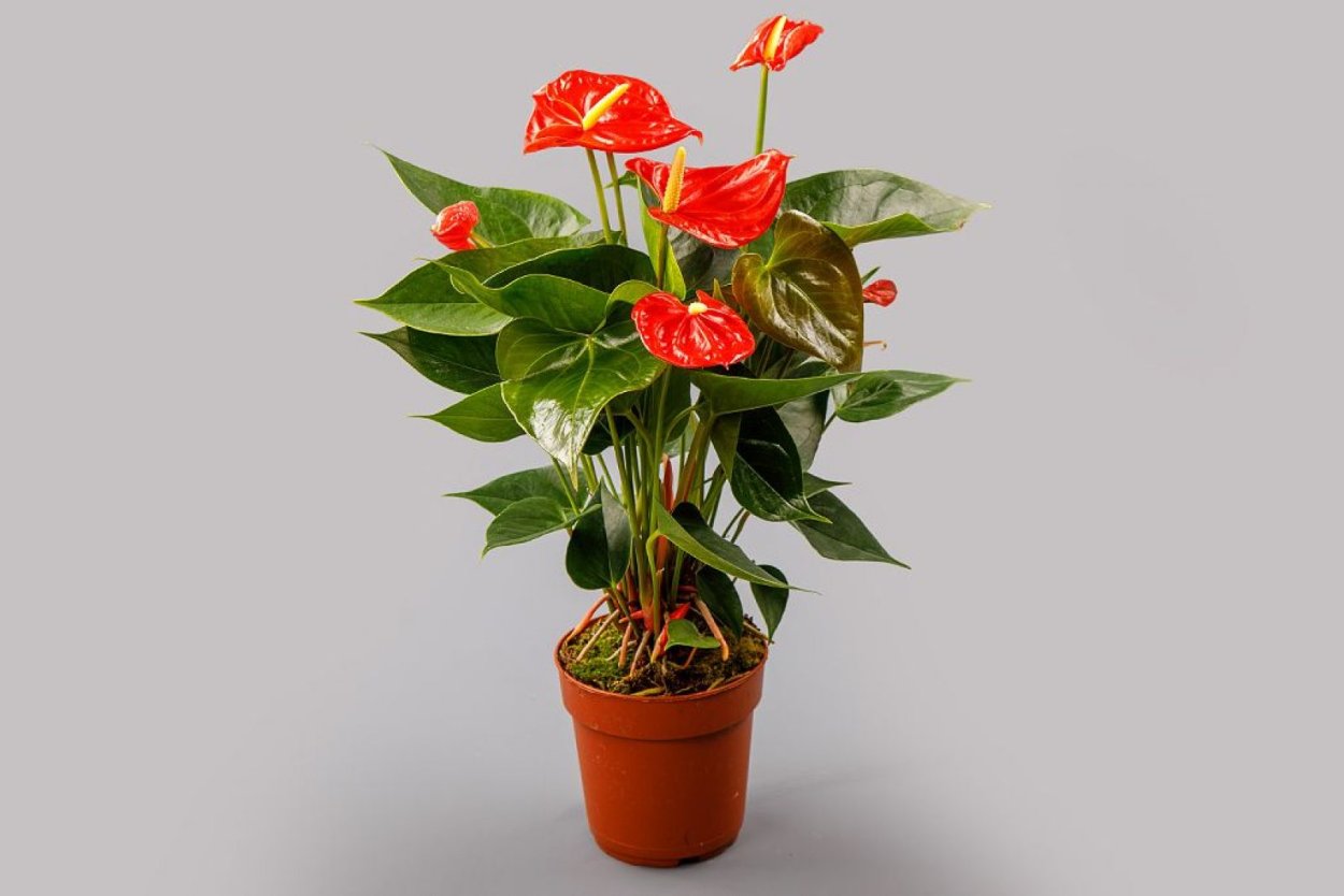 Антуриум Мичиган