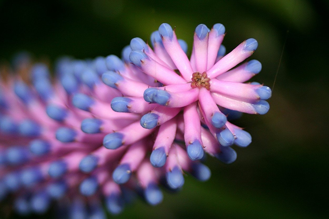 Экзотические деревья