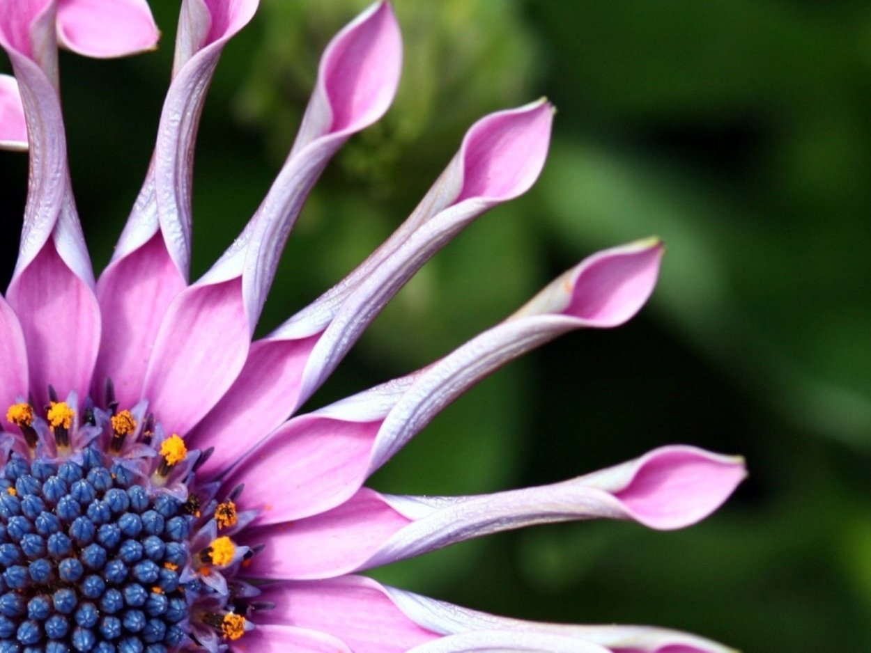 Фаталик витаспаразис цветок