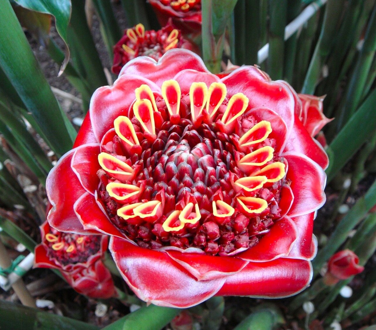 Этлингера (Etlíngera)