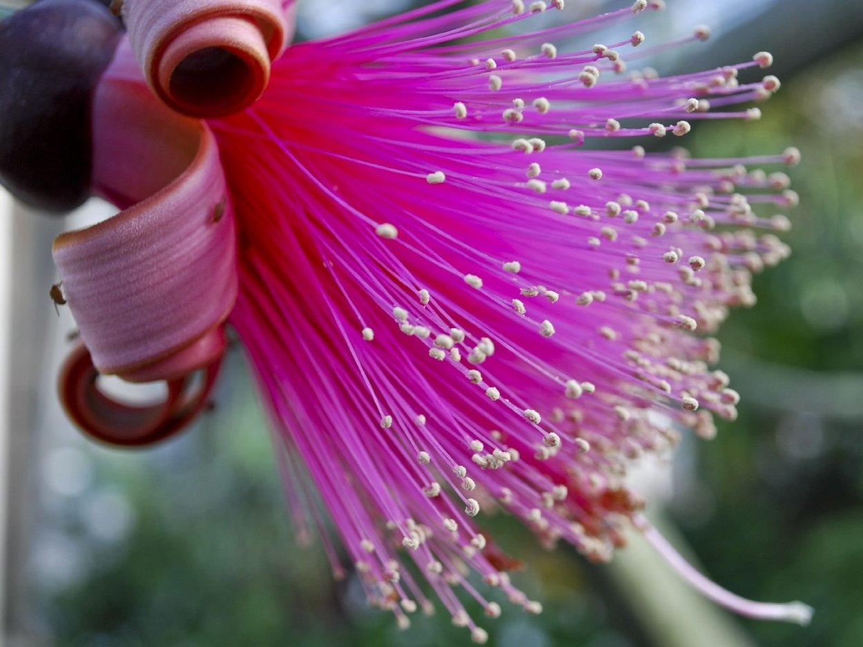 Цветы пассифлора страстоцвет