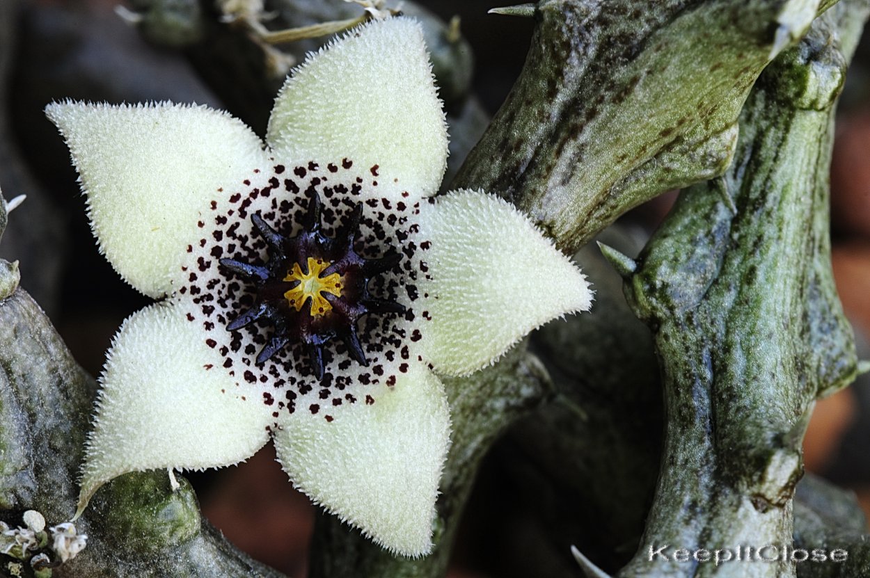 Stapelianthus arenarius