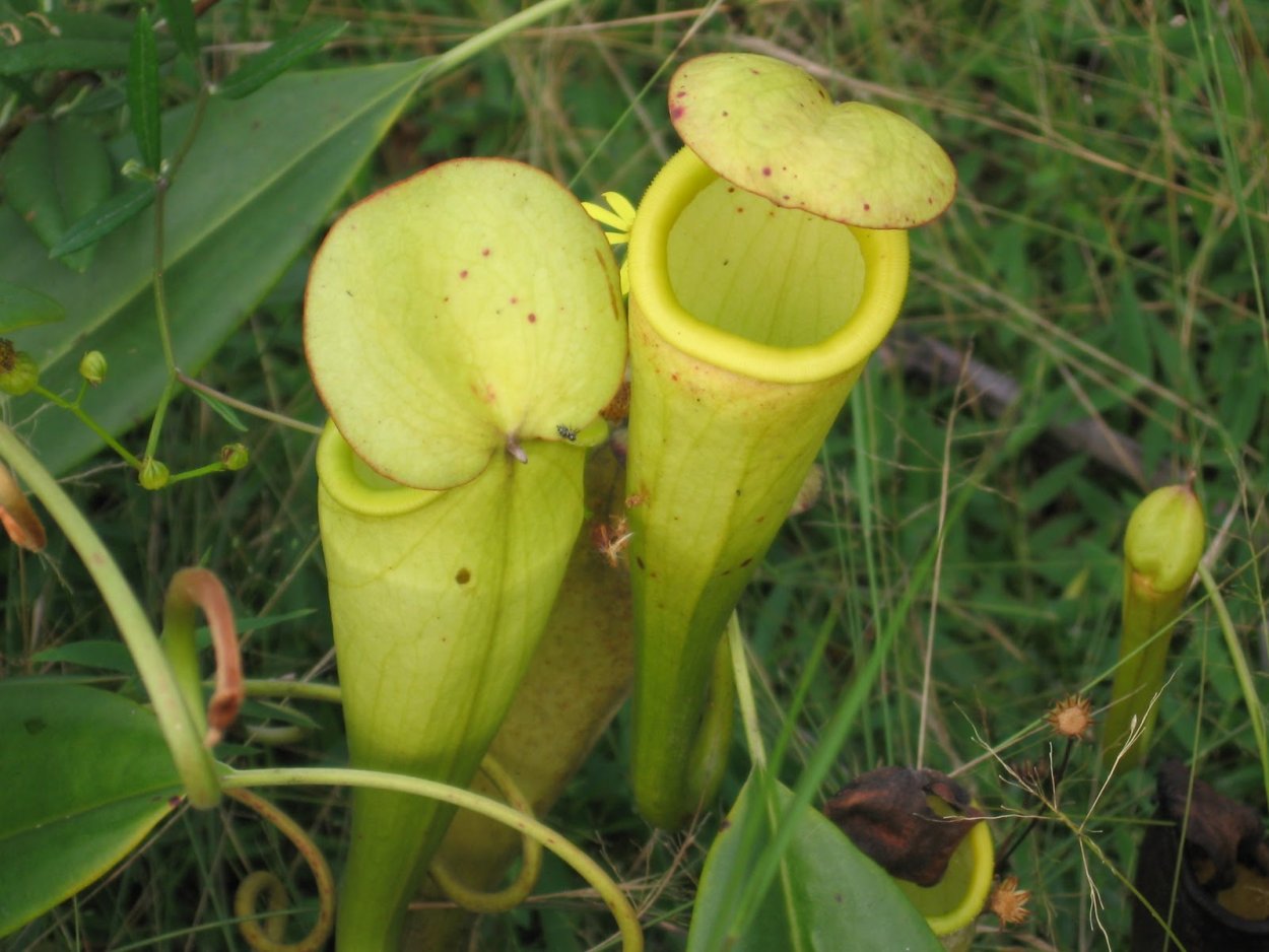 Эндемики Мадагаскара растения