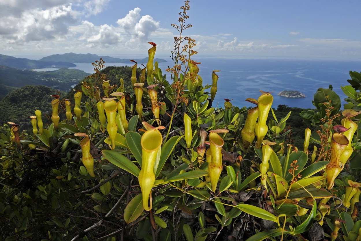Кувшиночник (Nepenthes) Сейшелы