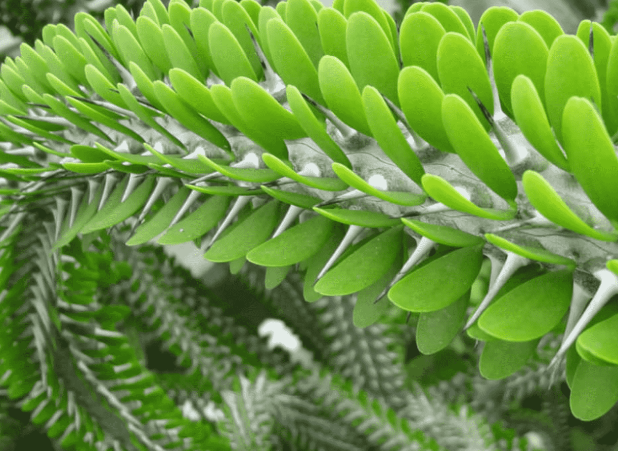 Alluaudia montagnacii