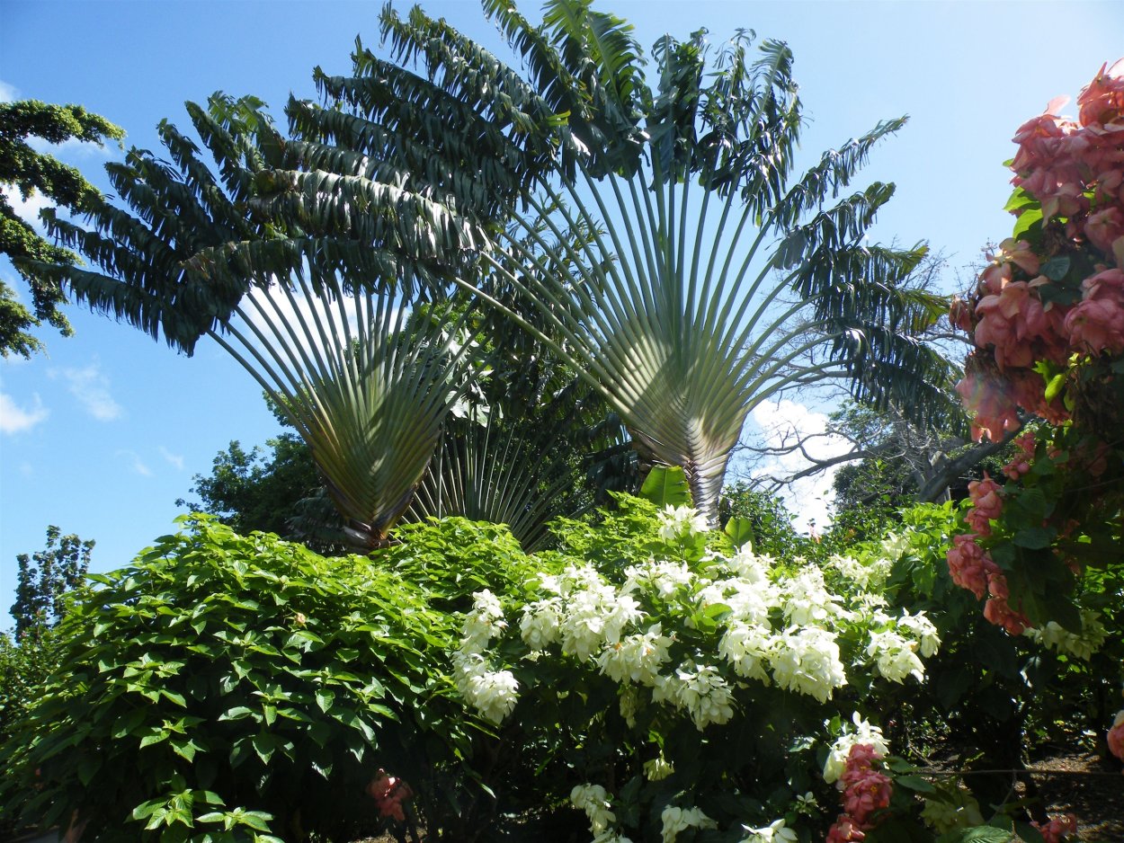 Флора Мадагаскара