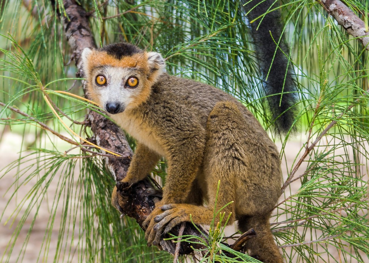 Eulemur coronatus