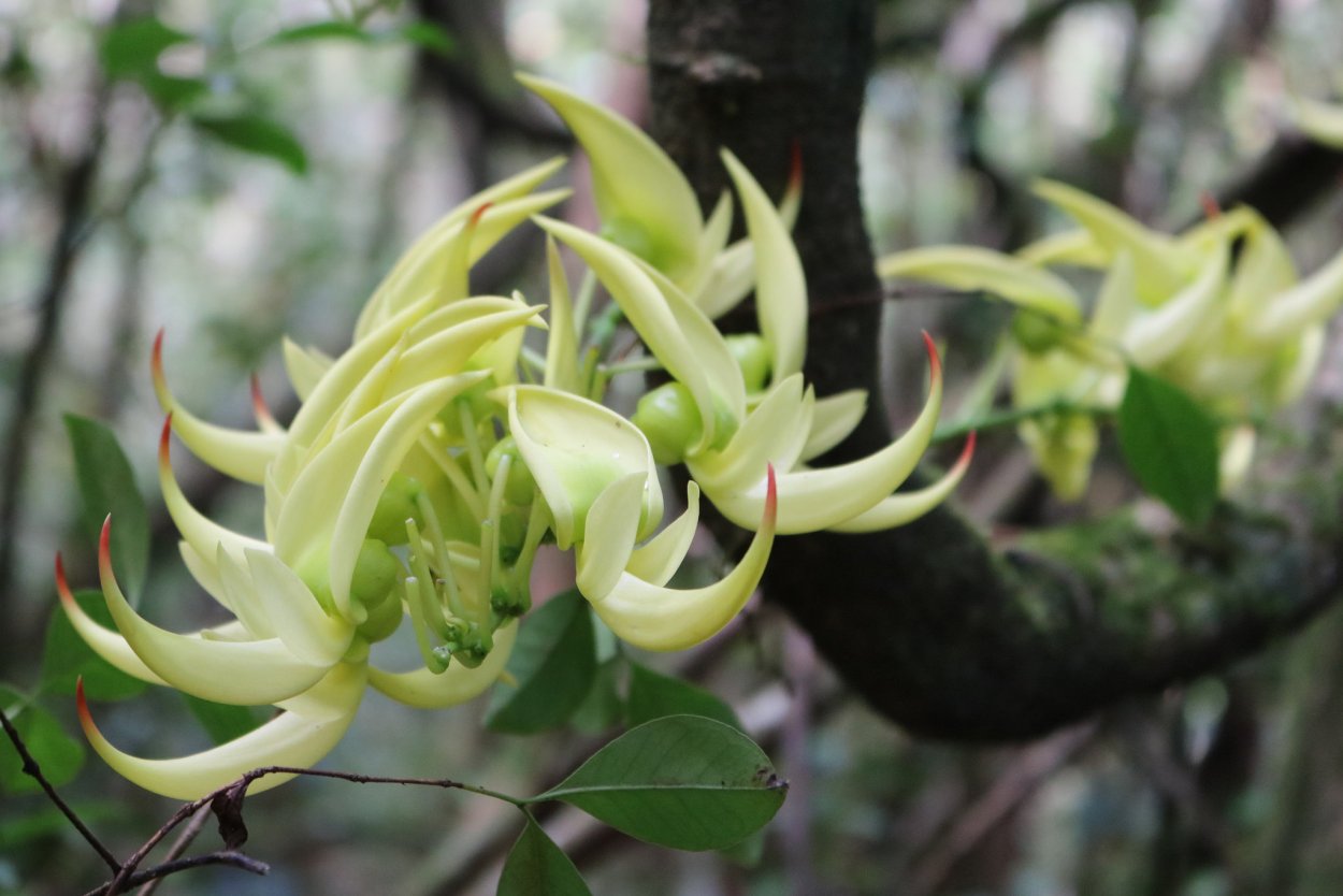Бурасайя Мадагаскарская растение