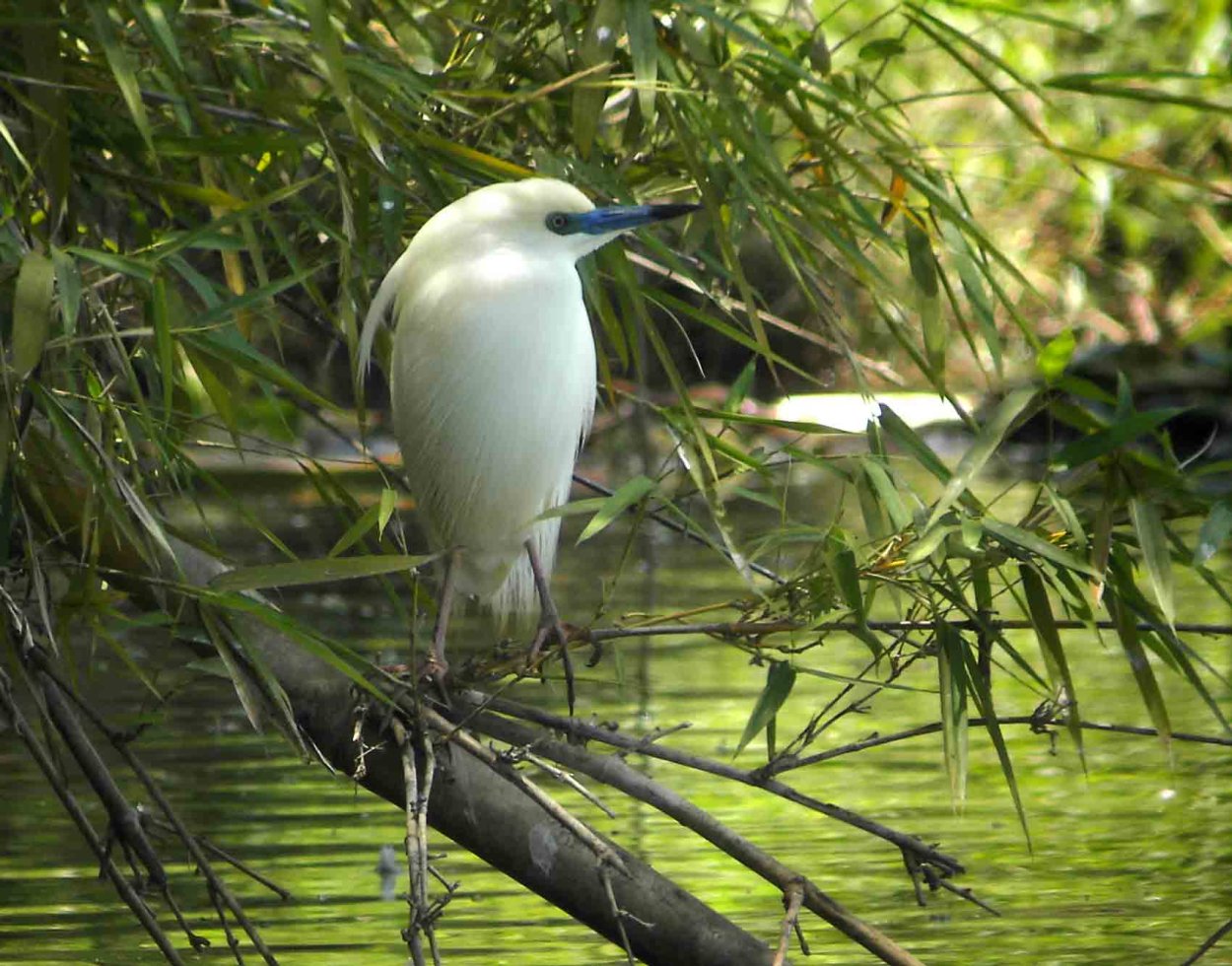 Мадагаскар остров природа птицы