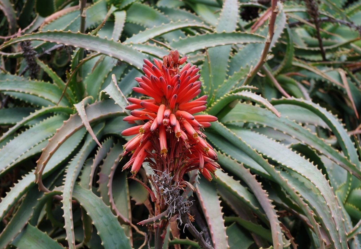 Алоэ древовидное (Aloe arborescens)