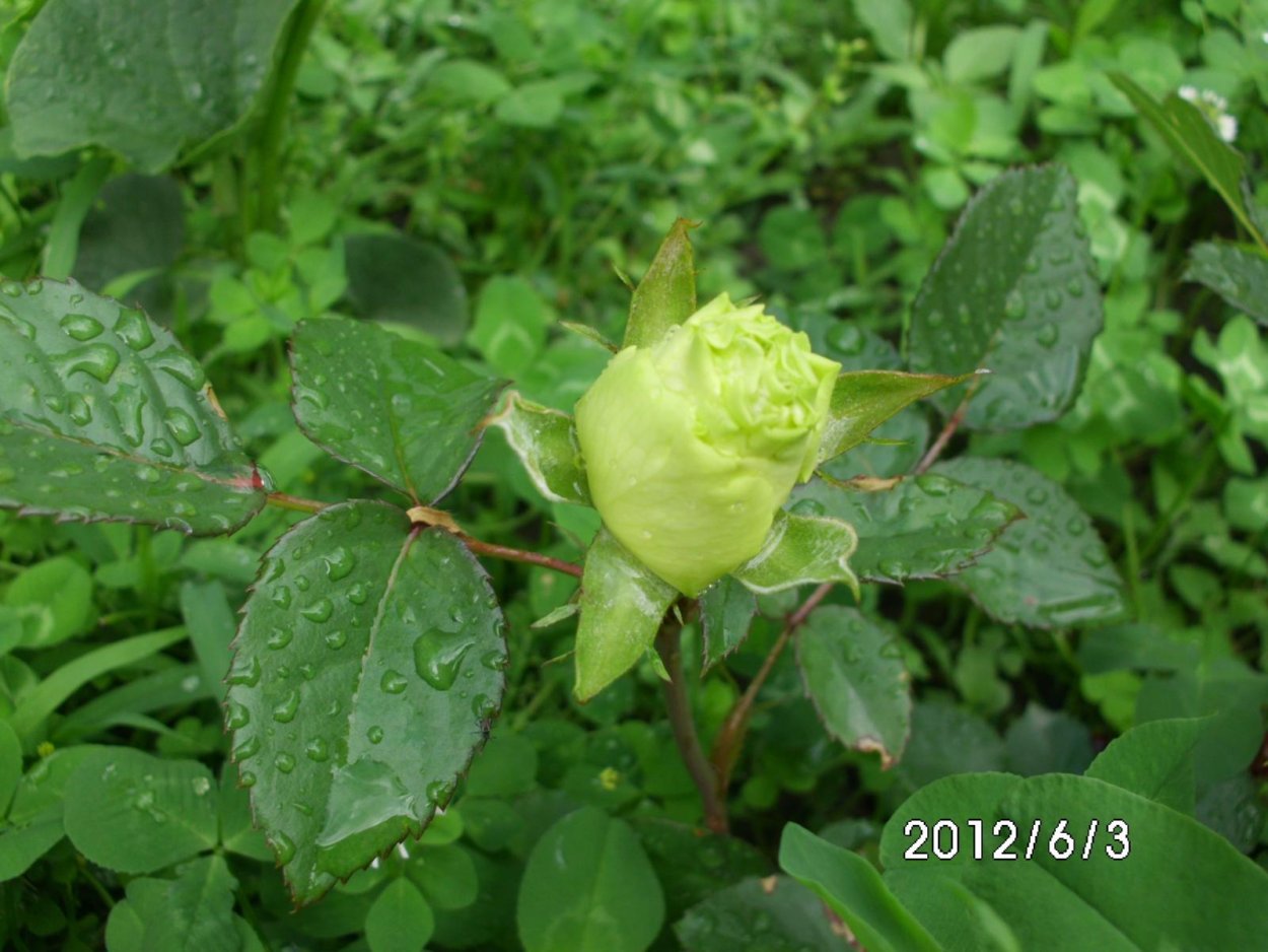 limbo роза эквадор