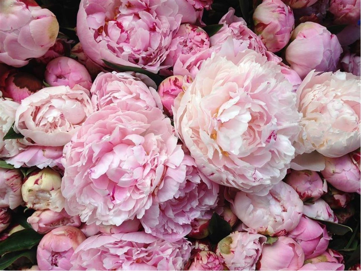 Пион розовый (Peony the Pink)