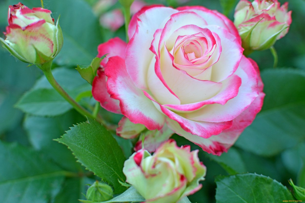 Роза Солнцедар