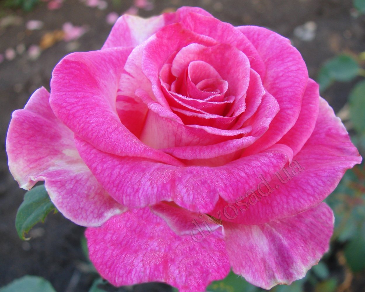 Сорт розы Верди