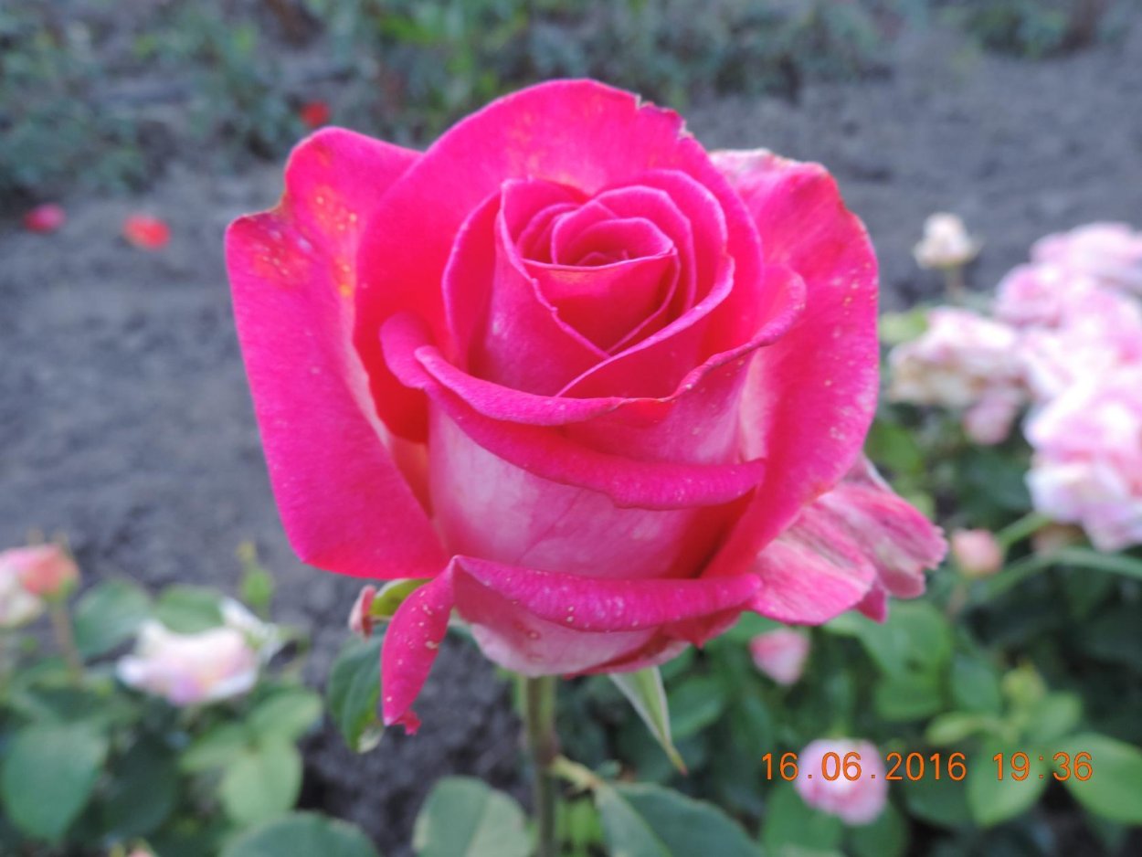 Роза Верди фото и описание