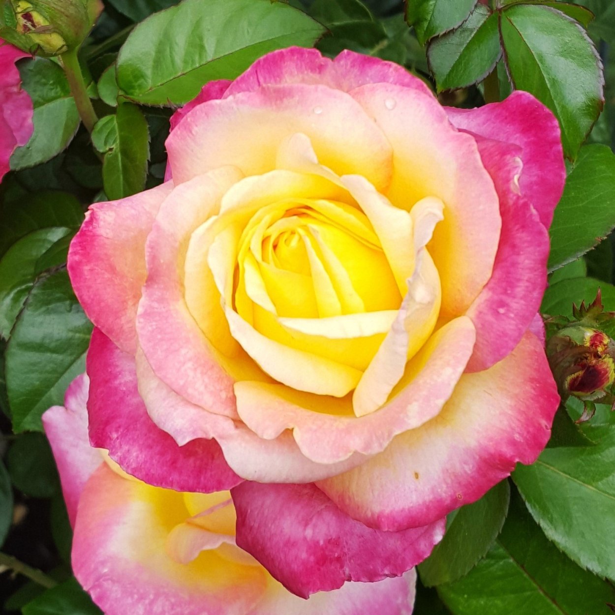 Роза чайно-гибридная Карамболь