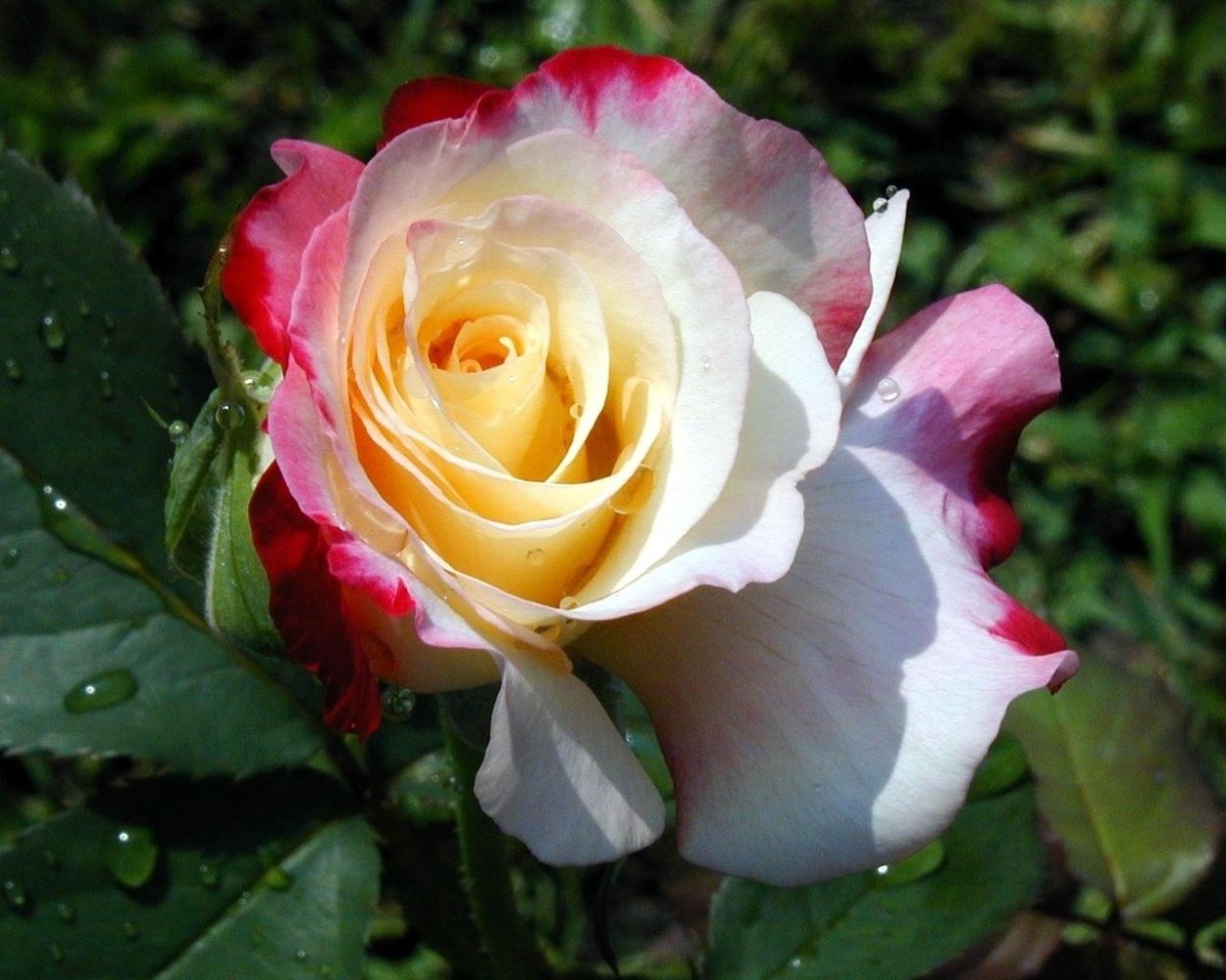 Роза Абей де Клуни