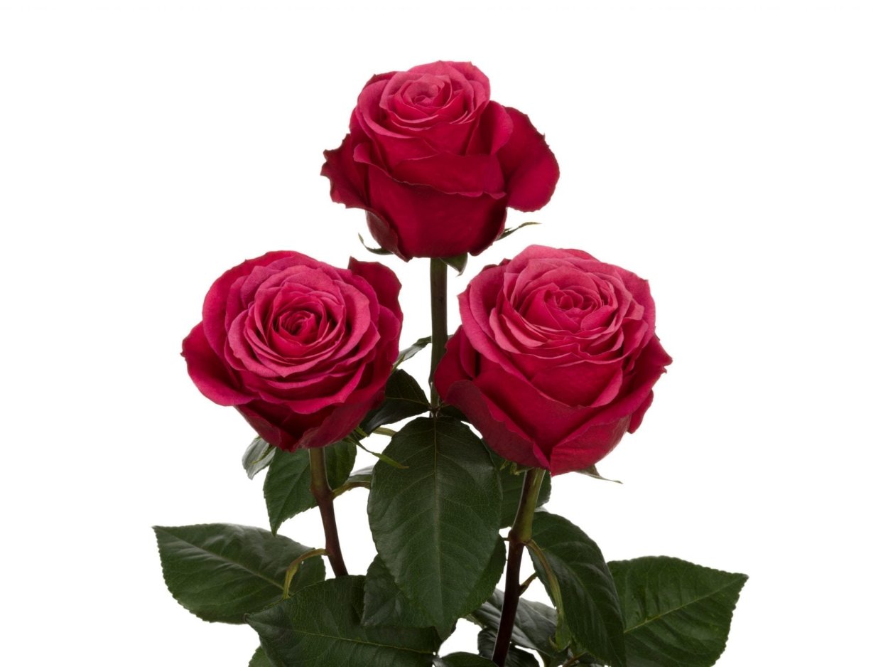 Роза черри о