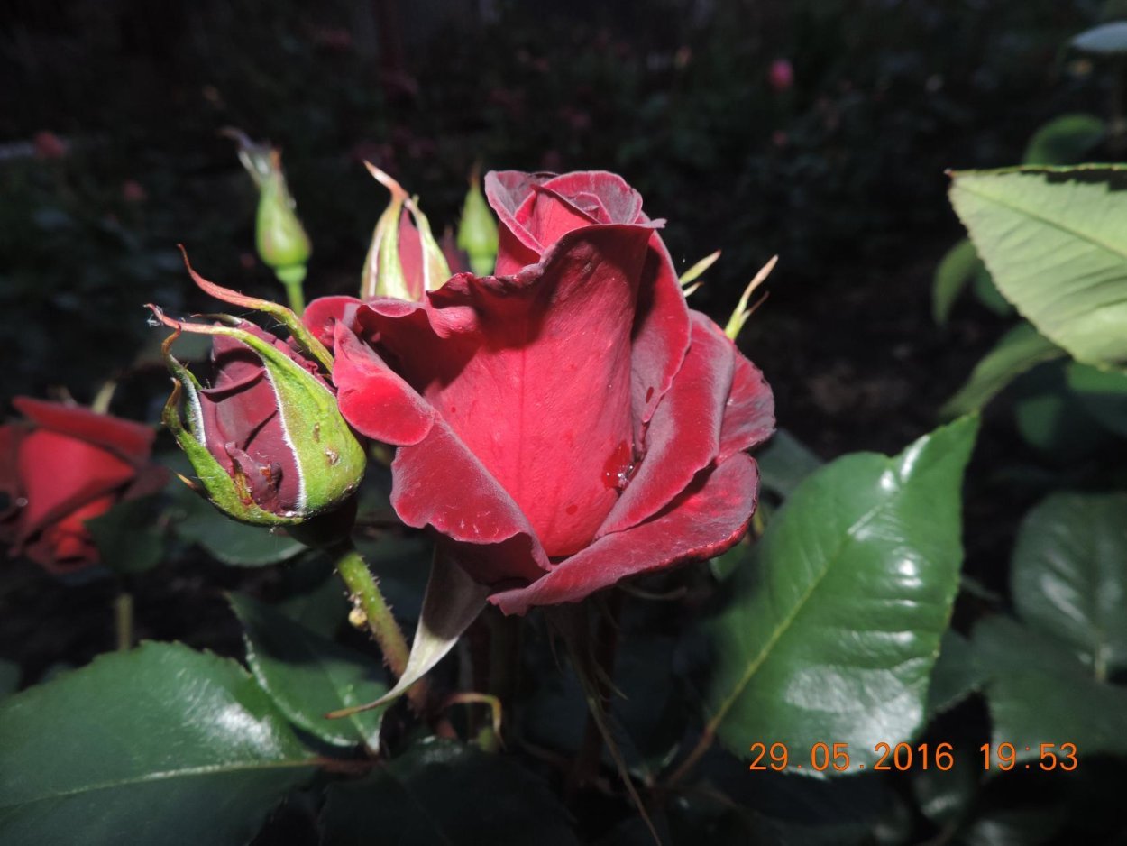 Роза Верди мускусная