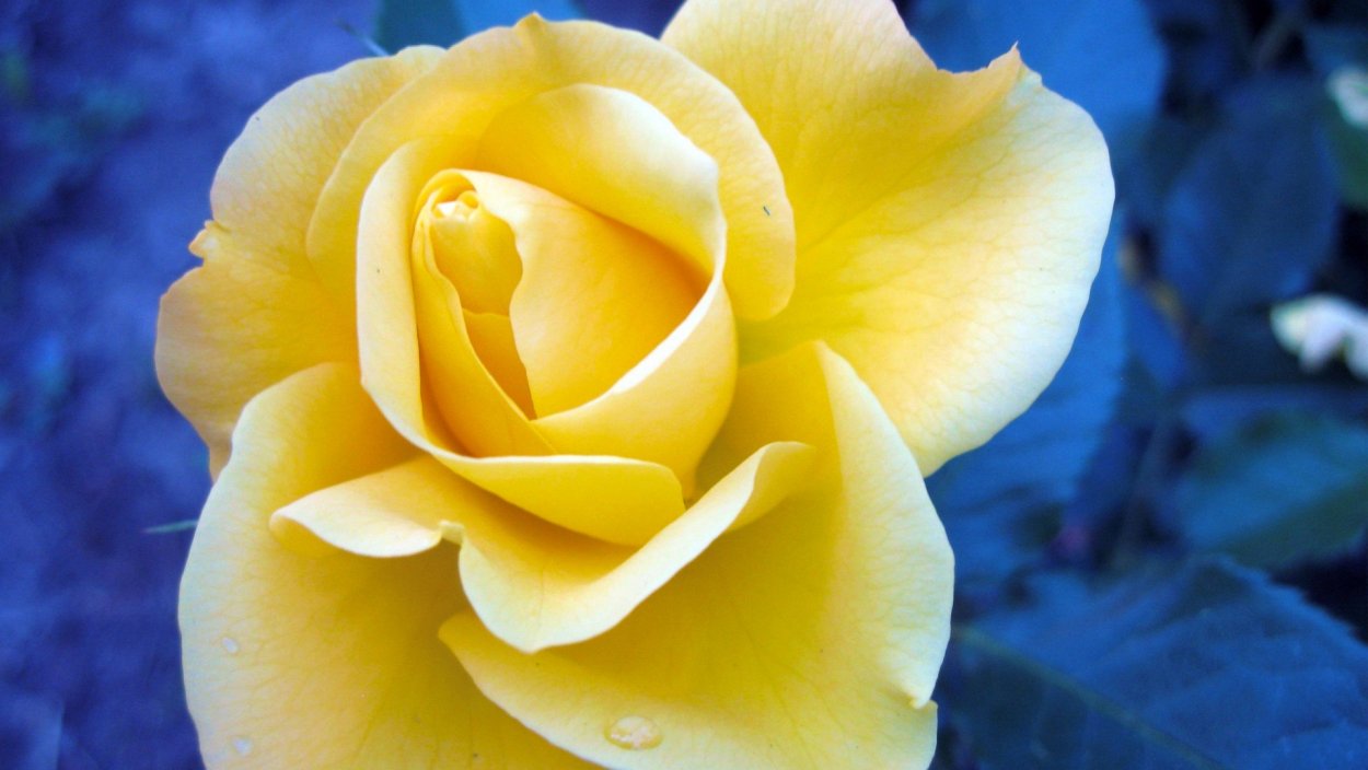 Желто синие цветы