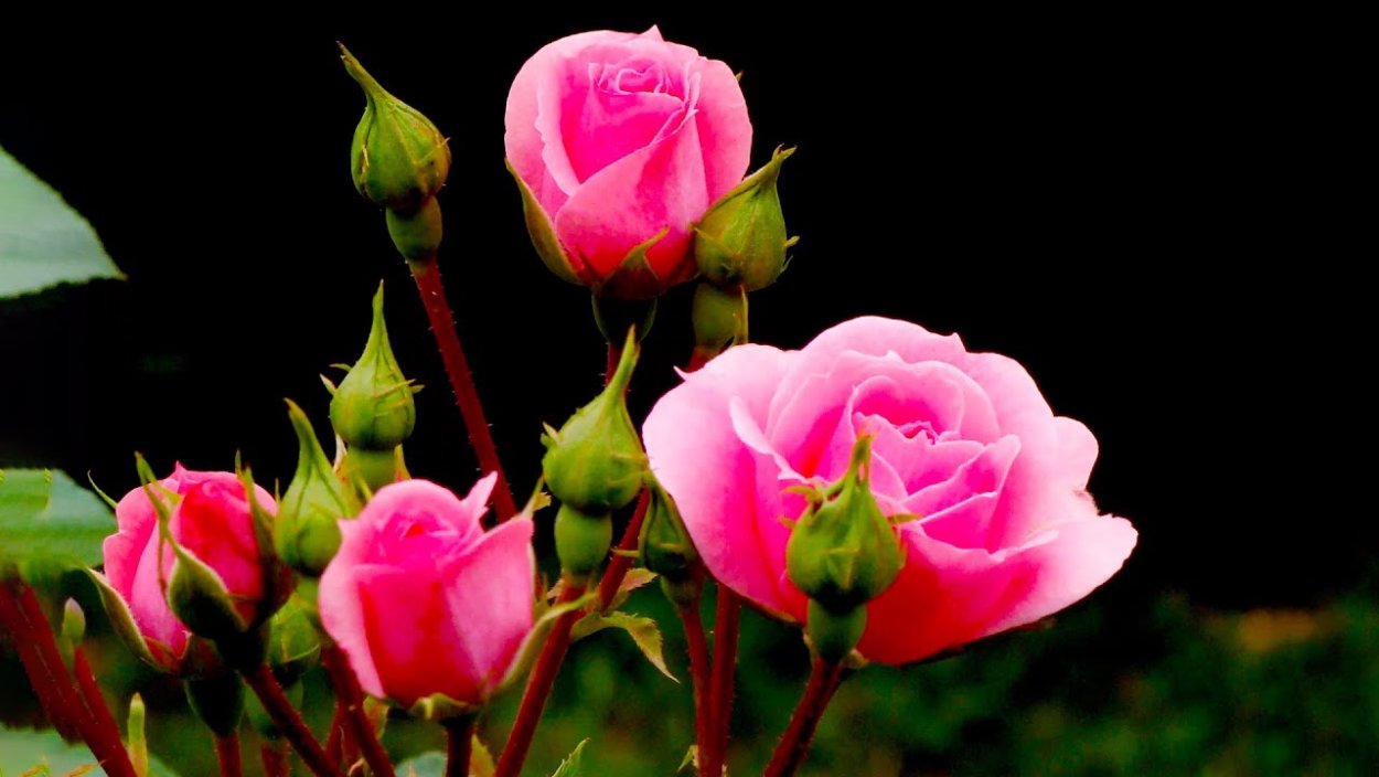 Куст розы с бутонами