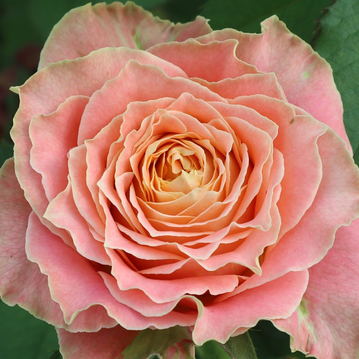 Роза Кантри спирит