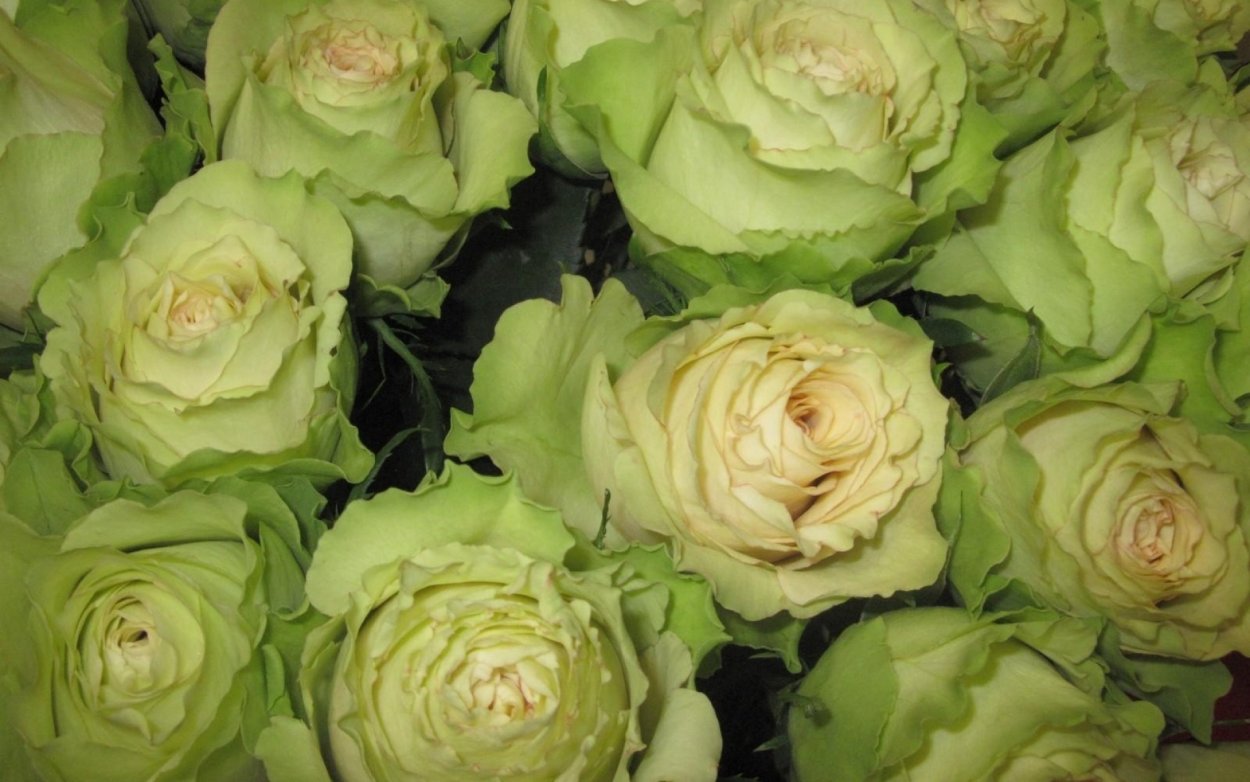 Роза кустовая Грин Глоу