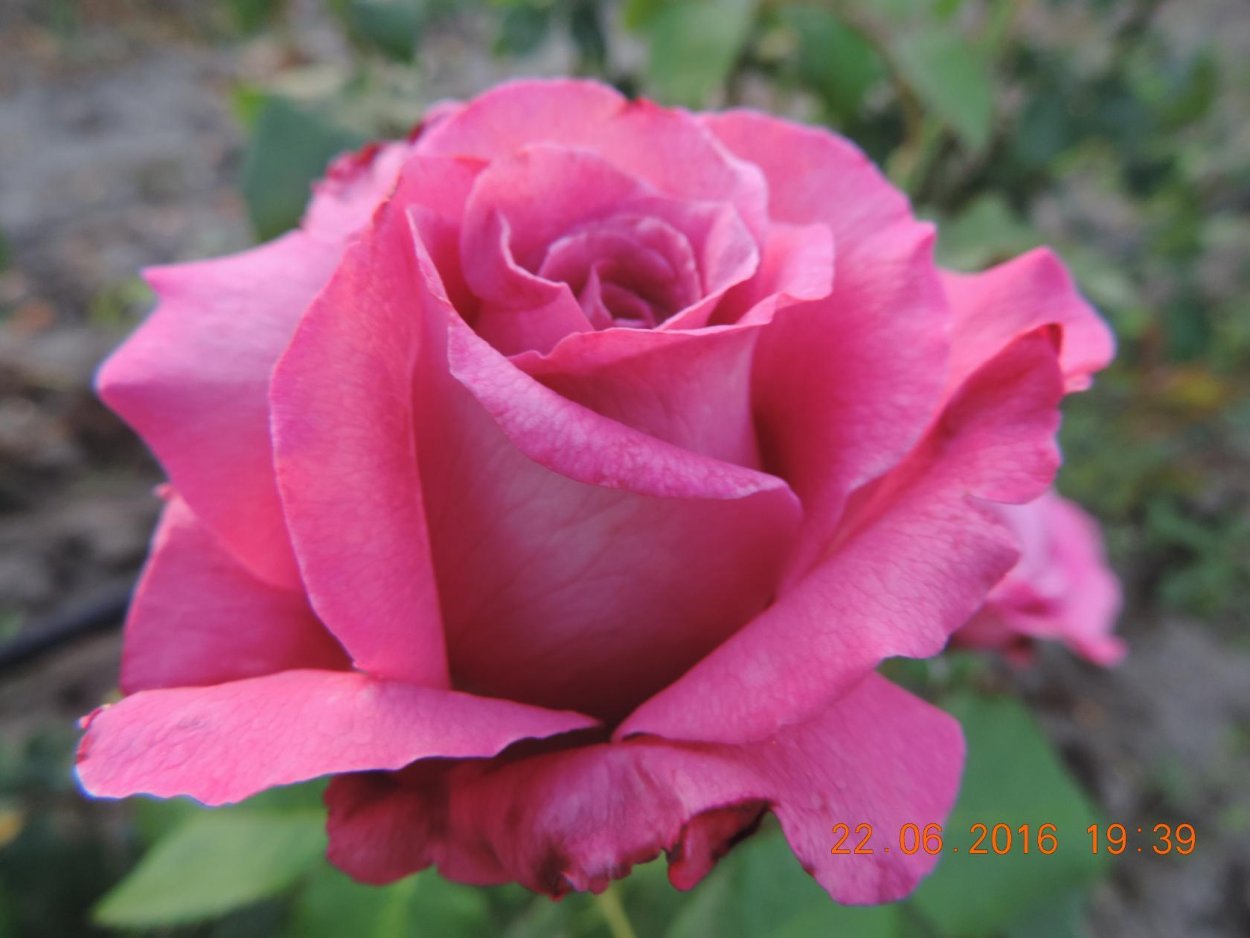 Роза чайно-гибридная Клод Брассер