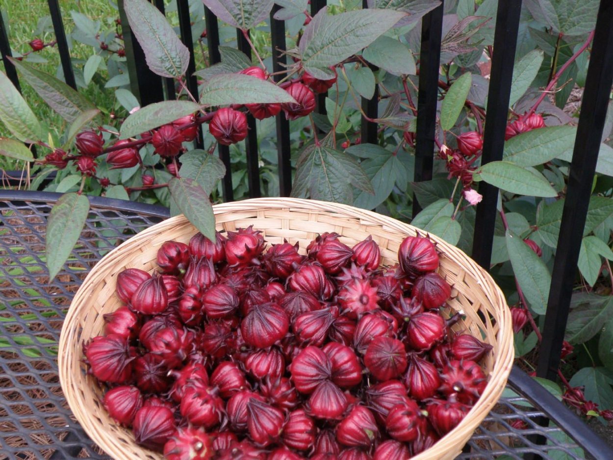 Гибискус ягоды фото