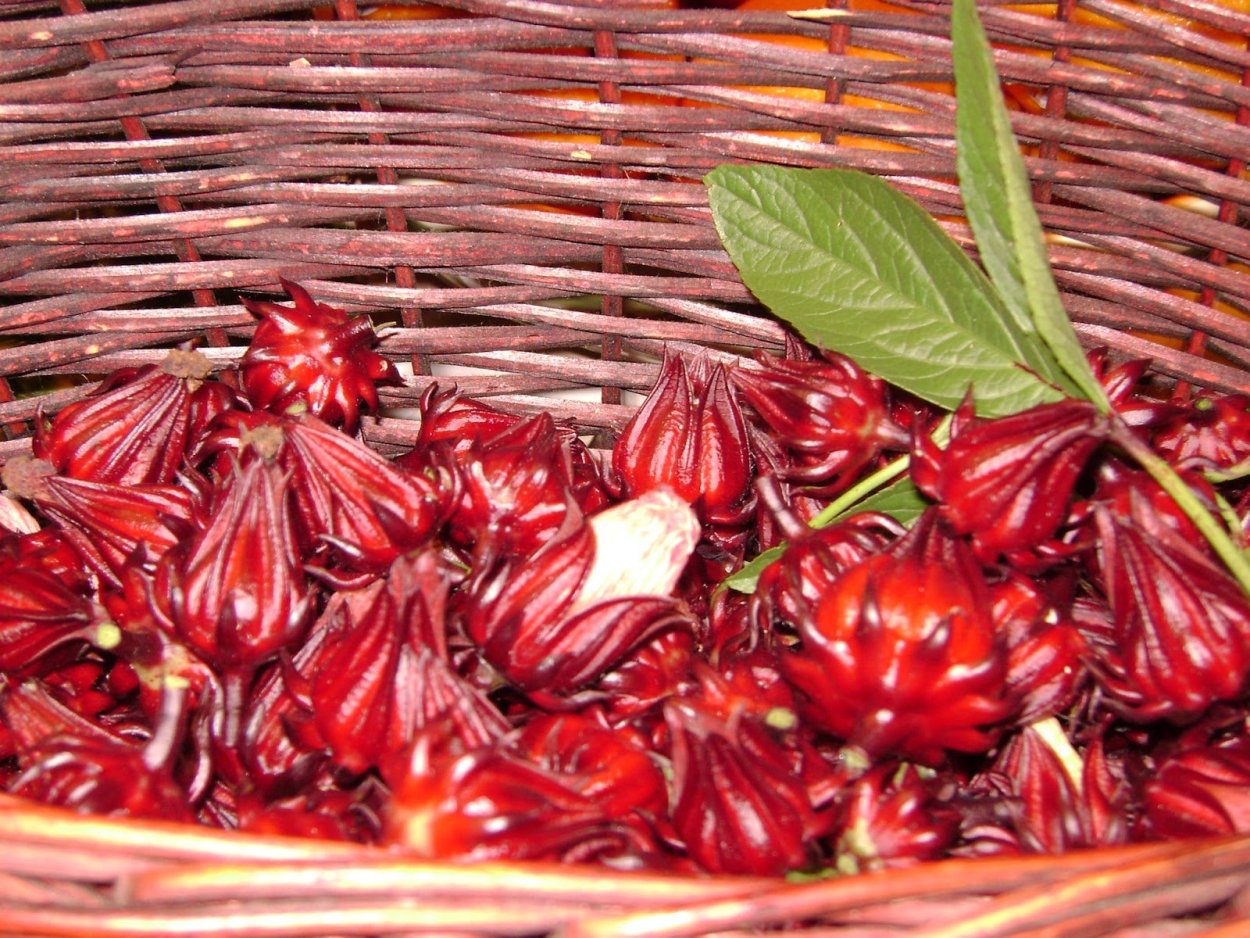 Гибискус Кровавая Мэри