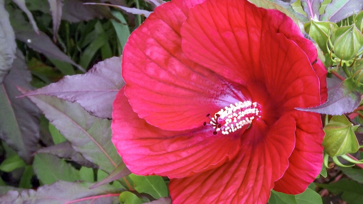 Шелковица гибискус