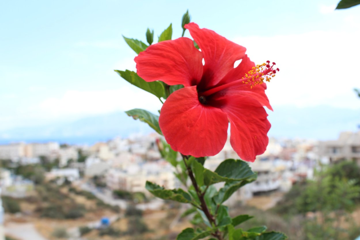 Гибискус комнатный цветок