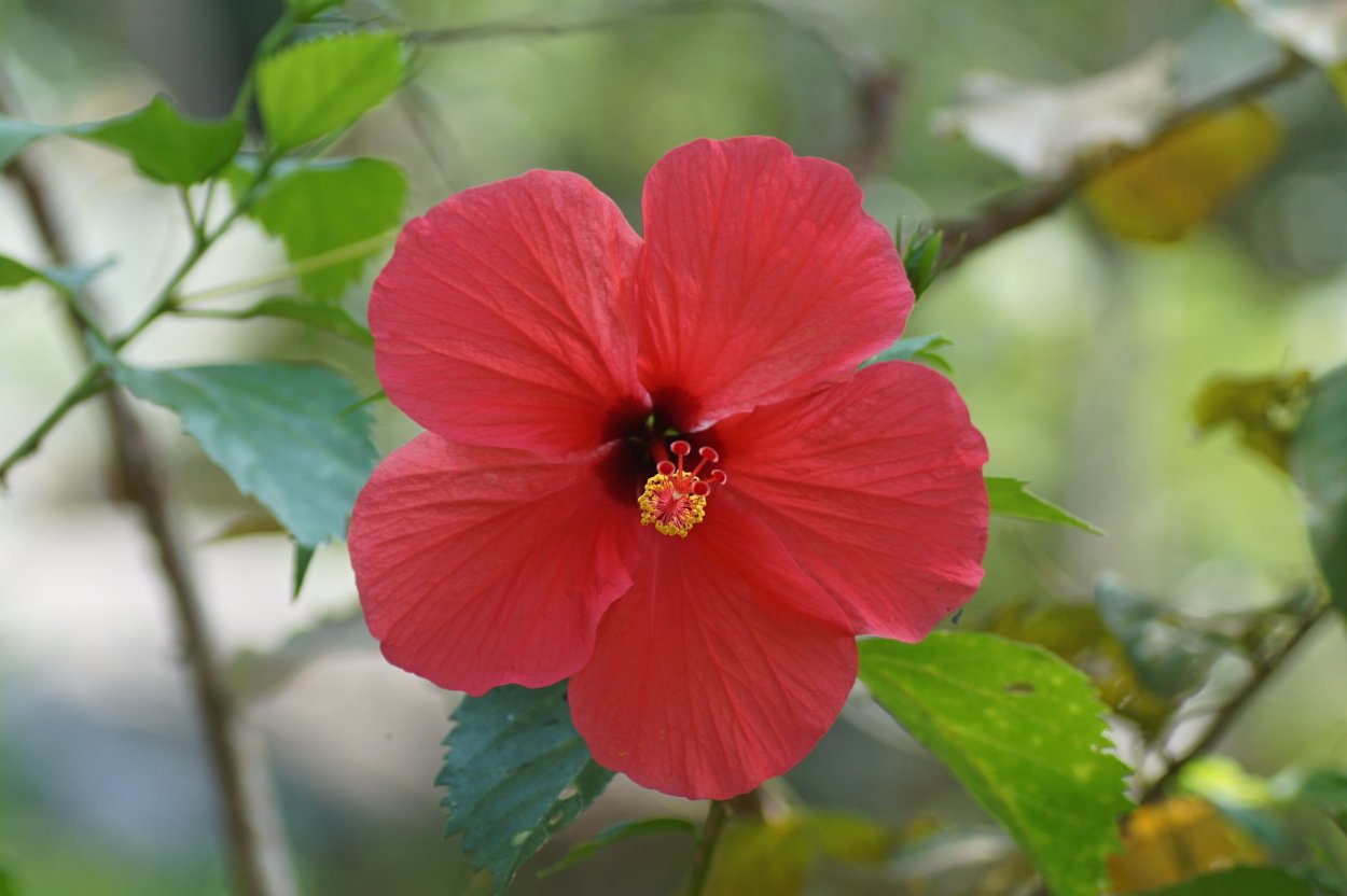 Berrylicious гибискус