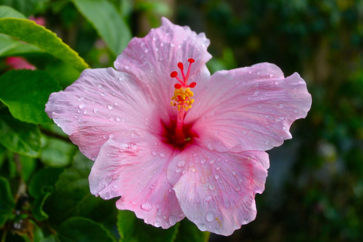 Зелёный гибискус - каркаде