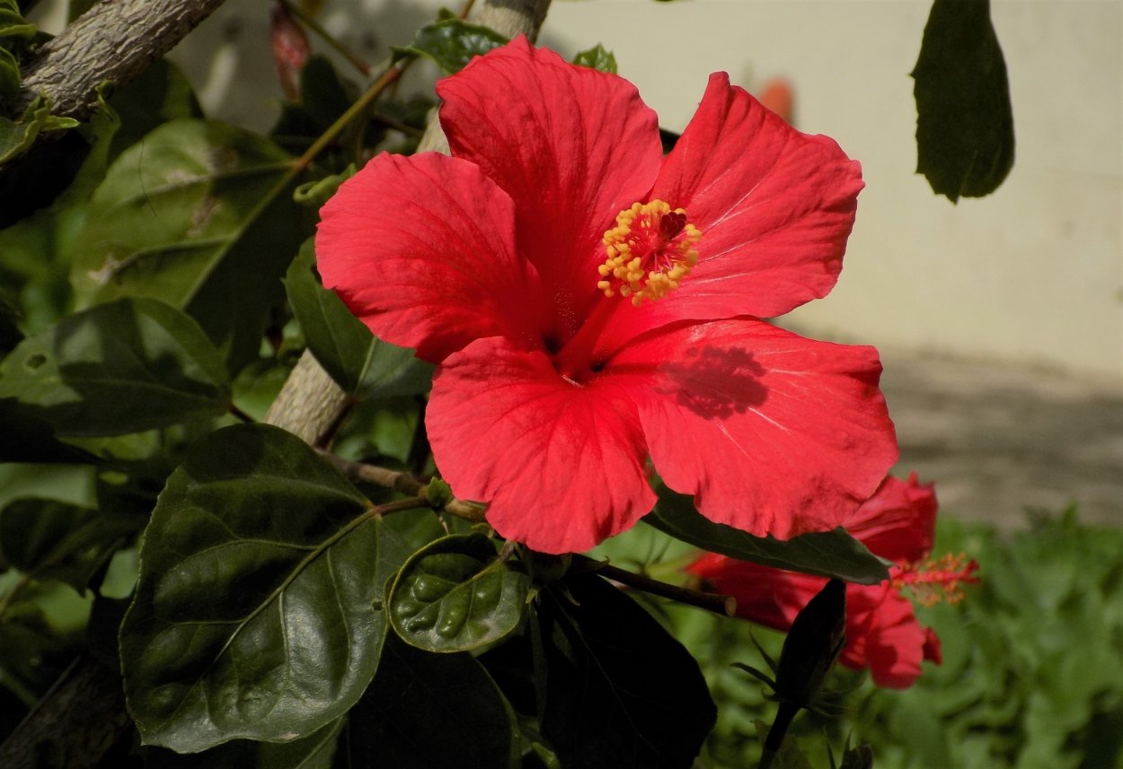 Гибискус Синенсис