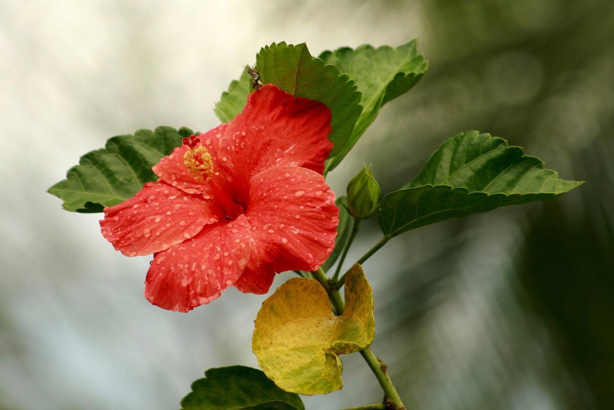 Гибискус травянистый болотный