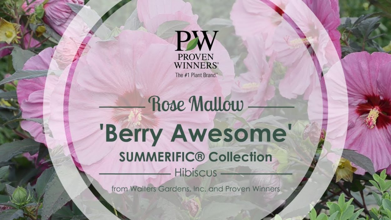 Гибискус Rosa sinensis