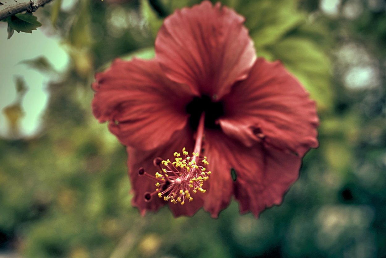 Summerific Hibiscus