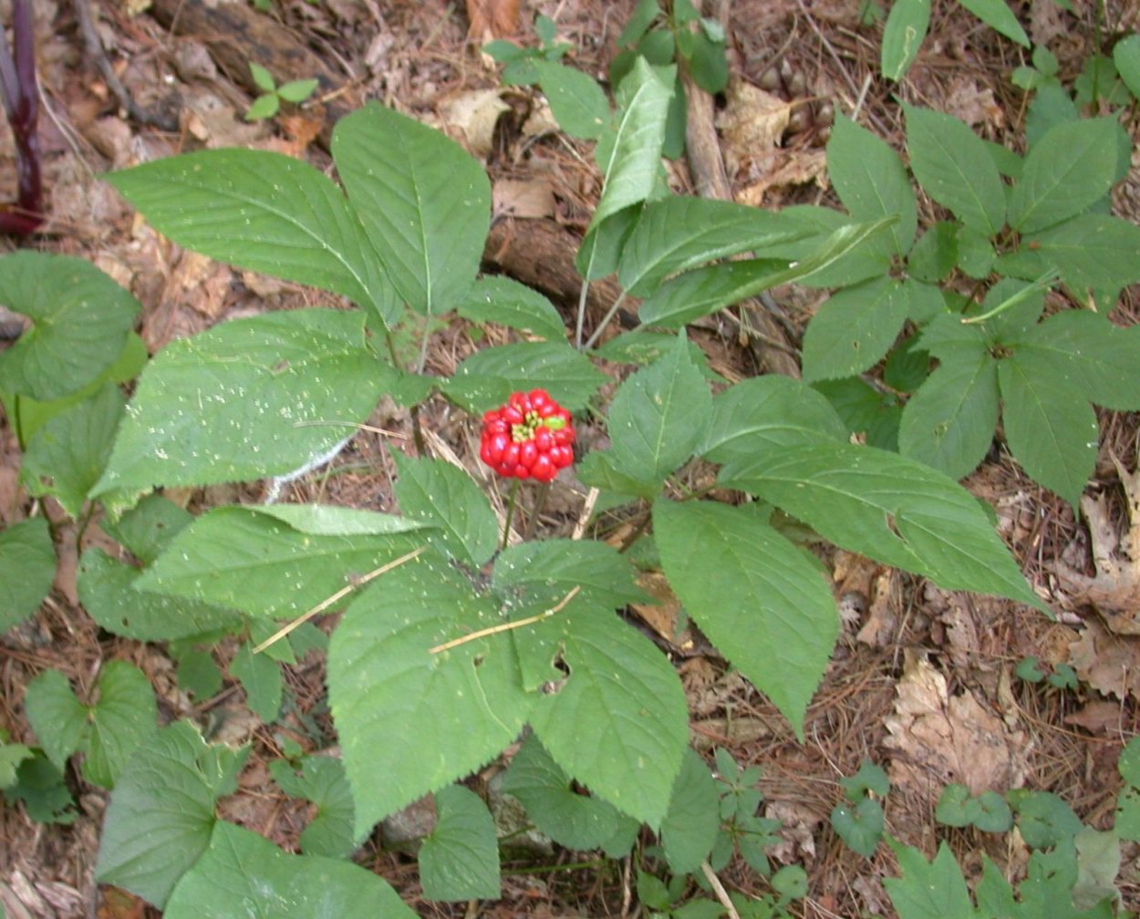 Гибискус Montezuma