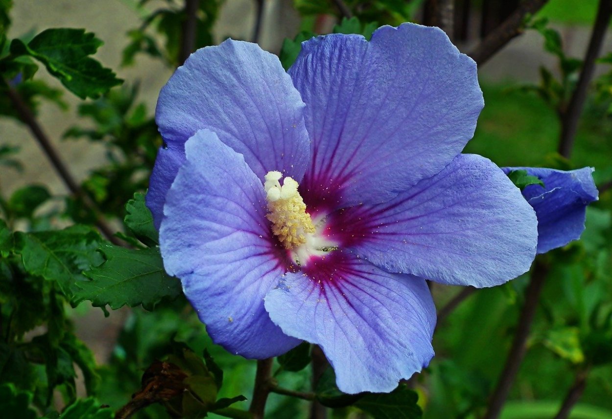 Гибискус (Hibiscus Rosa-sinensis)