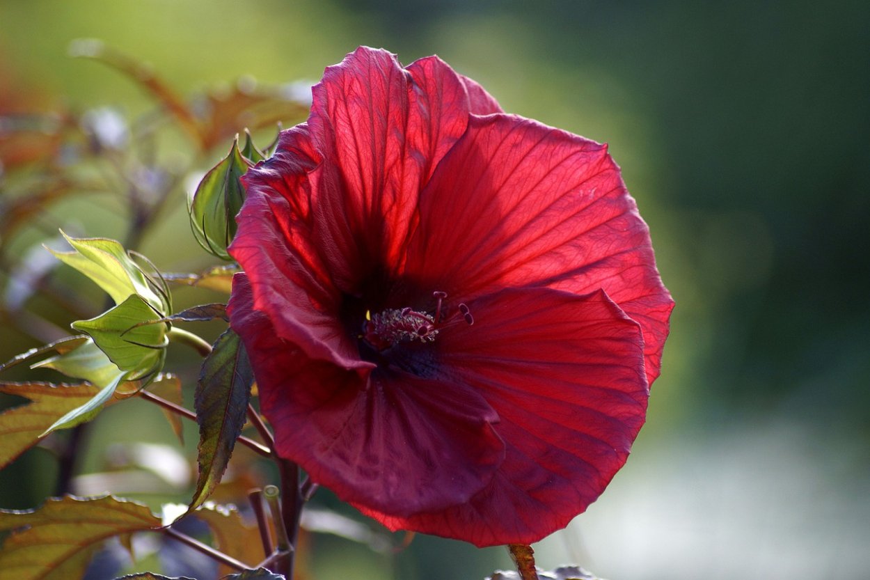 Гибискус Берри авесом